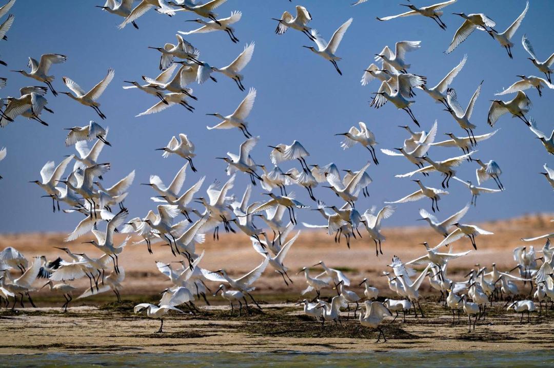 Le Parc national du Banc d’Arguin 3