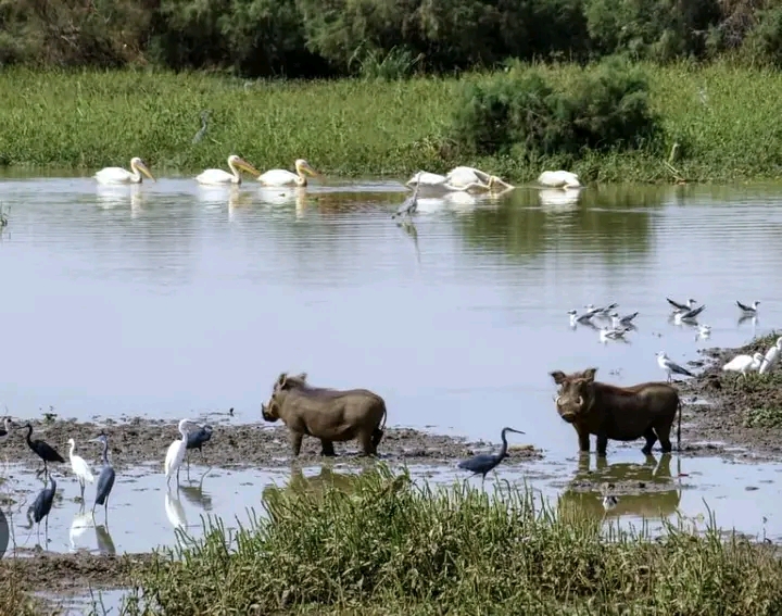 Le Parc national du Diawling 2